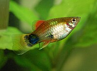 Platy mm.jpg