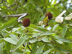 Platycarya strobilacea