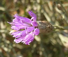 Polydora poskeana ، blomhoof ، Groenkloof NR.jpg