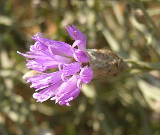 <i>Polydora</i> (plant) Genus of plants