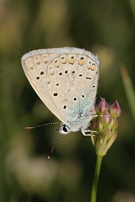 Polyommatus icadius