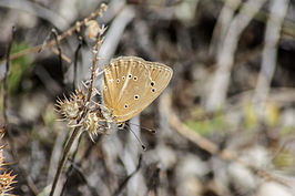 Polyommatus violetae