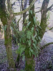 Le polypode commun peut être épiphyte et supporte une faible luminosité