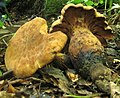 Polyporus radicatus