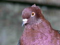 Pigeon of unknown species