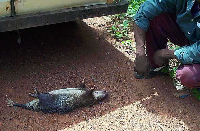 Un porc-épic comme gibier vendu dans un marché du Cameroun