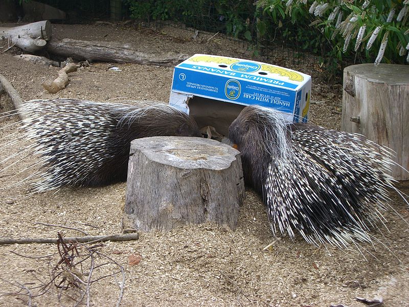 File:Porcupines at the Isle of Wight Zoo.jpg