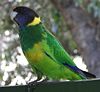 Australian ringneck