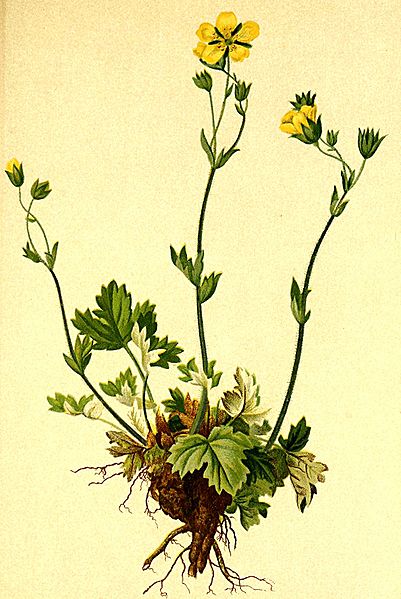 File:Potentilla nivea Atlas Alpenflora.jpg