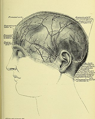 <span class="mw-page-title-main">Occipital nerve block</span>