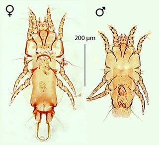 <i>Proctophyllodes</i> Genus of mites