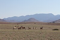 A pronghorn herd standing in front of the Magdalena Mountains. Photo courtesy of Josh Hicks.