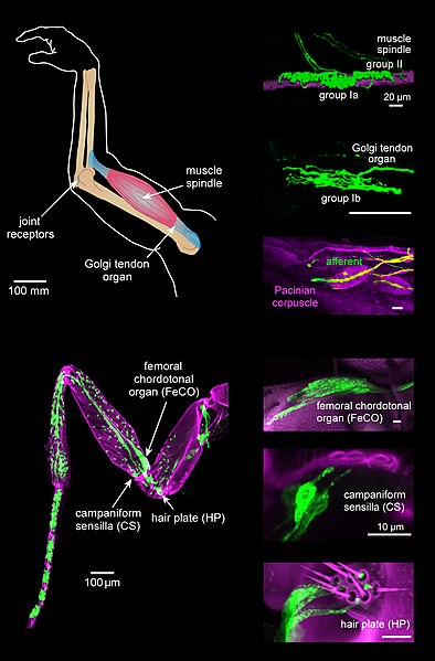 File:Proprioception image-01.jpg