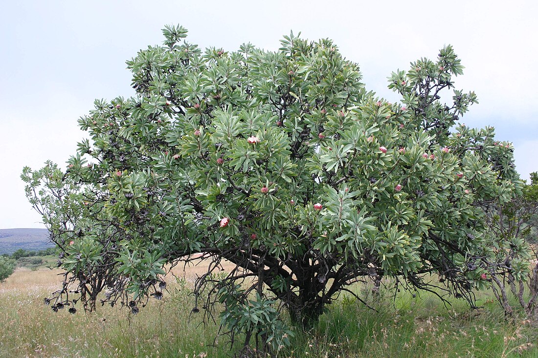 Protea caffra