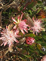 Protea wentzeliana 1 (4337134568).jpg