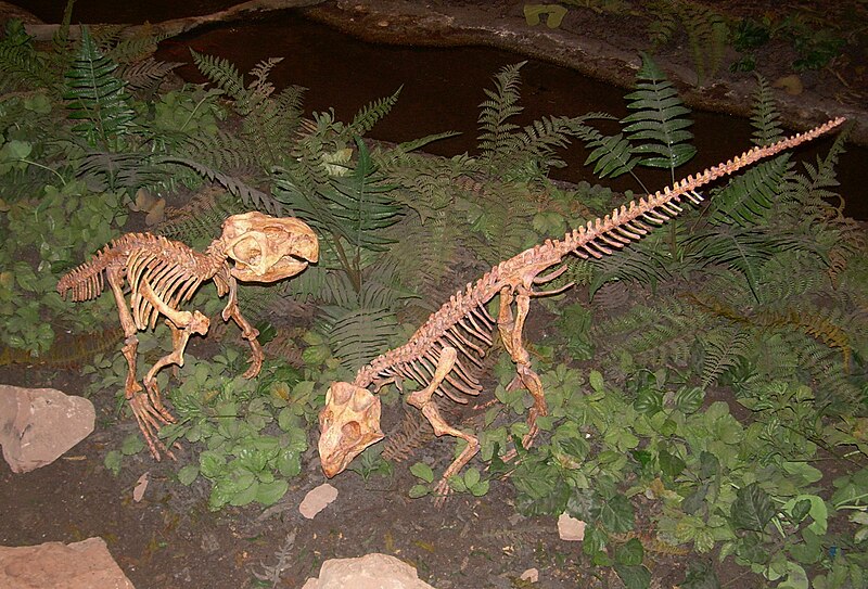 File:Psittacosaurus skeletons.JPG