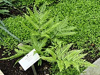 Pteris Khasiana