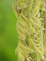 Pterostyrax hispida0.jpg