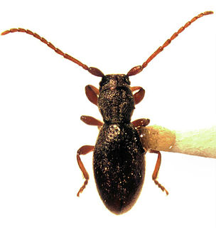 <i>Somatidia</i> Genus of beetles