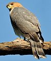 Puerto Rican Sharp-shinned hawk sitting on tree branch.jpg