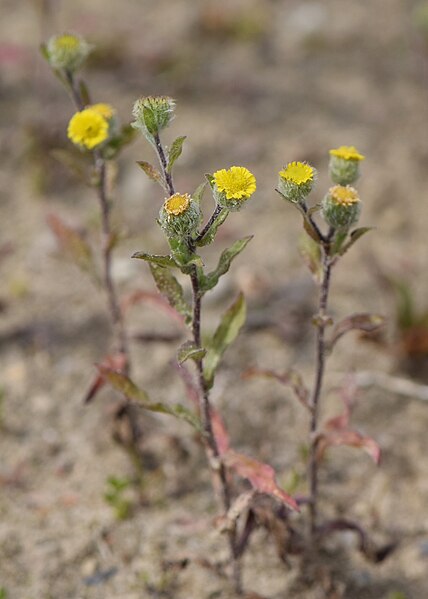 File:Pulicaria vulgaris kz02.jpg