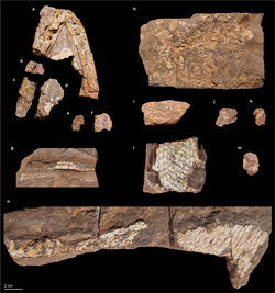 Qikiqtania fossil material.webp