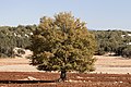 * Nomination Oak tree (Quercus robur). Erdemli - Mersin, Turkey. --Zcebeci 05:58, 28 November 2016 (UTC) * Promotion Good quality. A few CA, negligible. --A.Savin 07:04, 28 November 2016 (UTC)