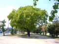 Quercus pubescens.jpg