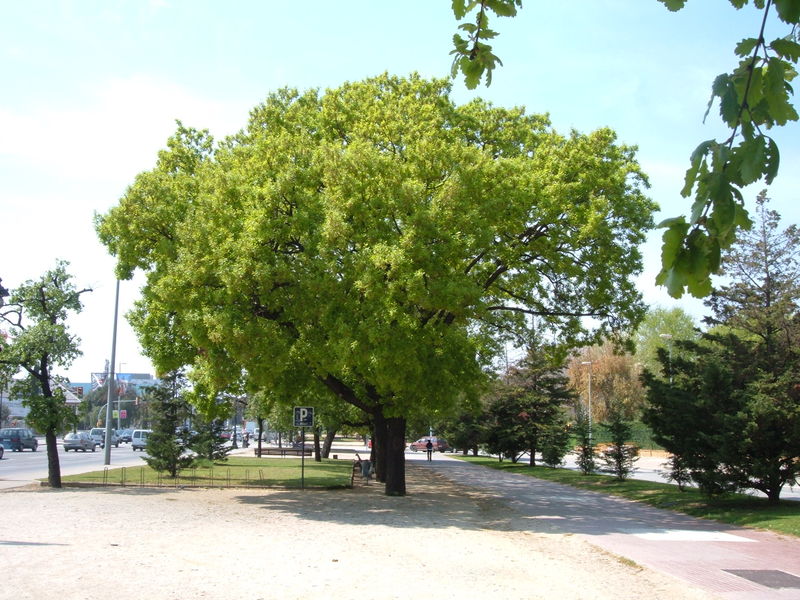 File:Quercus pubescens.jpg