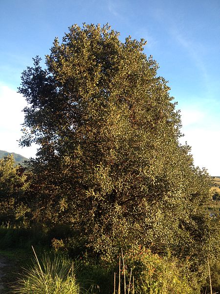 File:Quercus rugosa.jpg