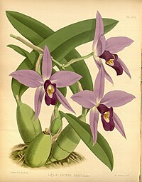 plate 325 Laelia anceps var. scottiana Laelia anceps