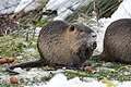 * Nomination Coypu (Myocastor coypus) in Colmar (Haut-Rhin, France). --Gzen92 07:59, 22 January 2021 (UTC) * Promotion  Support Good quality. --Tournasol7 08:09, 22 January 2021 (UTC)