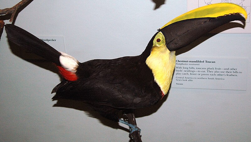 File:Ramphastos swainsonii (chestnut-mandibled toucan).jpg