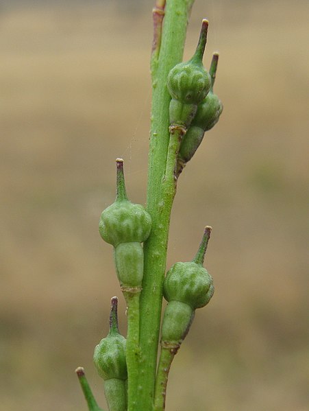 File:Rapistrum rugosum fruit4 (14945744335).jpg