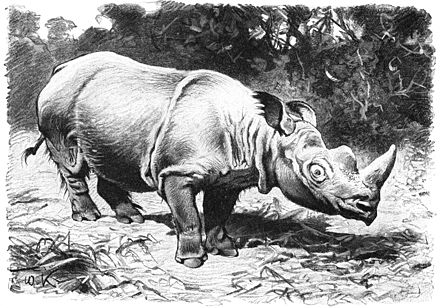 Носорог в тропическом лесу. Суматранский носорог. Северный суматранский носорог. Суматранский носорог, Индонезия. Суматранский носорог копыта.
