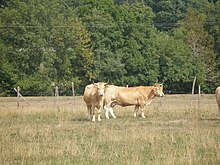 A group of Pirenaica in the Baztan Valley Raza bovina pirenaica.JPG