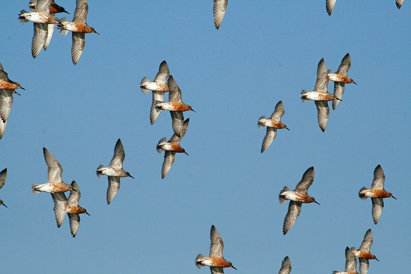 File:Red-Knot (Calidris canutus) RWD1.jpg