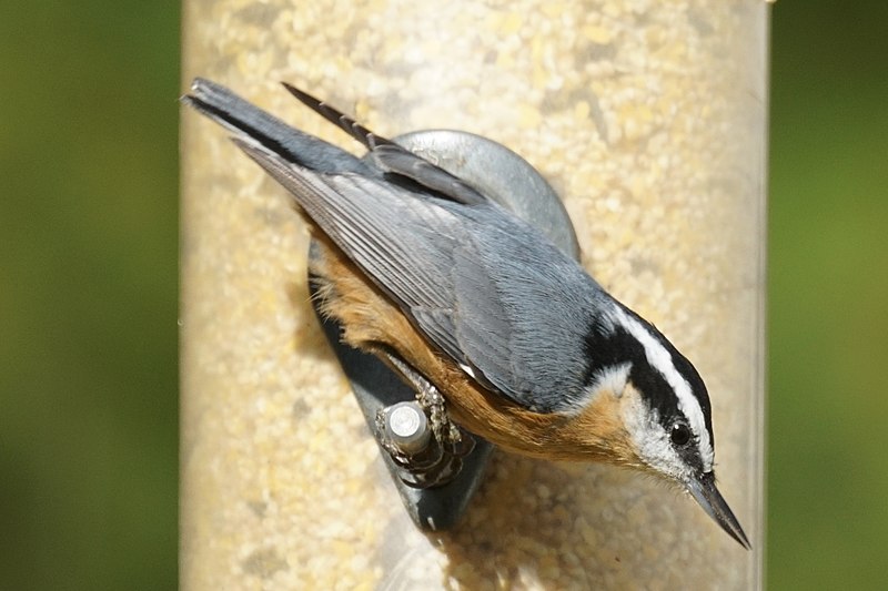 File:Red-breasted Nuthatch (29100698014).jpg