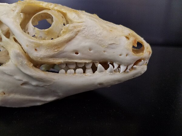 Red tegu (Tupinambis rufescens) skull, showing teeth of differing types