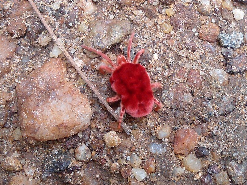 File:Red Velvet Mite (Trombidium) spotted at Kambalakonda 01.jpg
