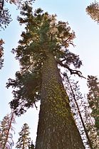 Old growth tree, Posey Lake Trail, Caribou Wilderness, California