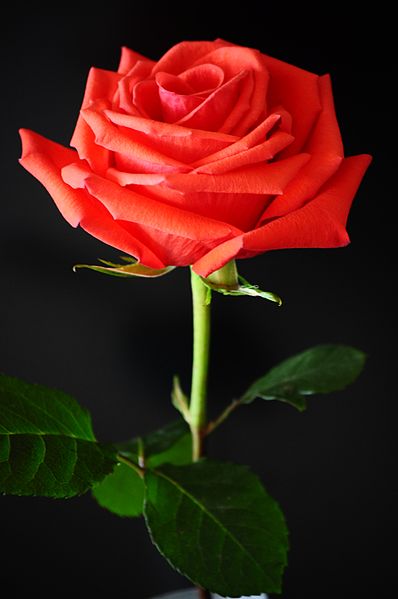 File:Red rose against a black background.jpg - Wikimedia Commons