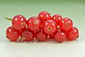 6 Redcurrant (Ribes rubrum) fruits uploaded by Iifar, nominated by Iifar,  18,  0,  0