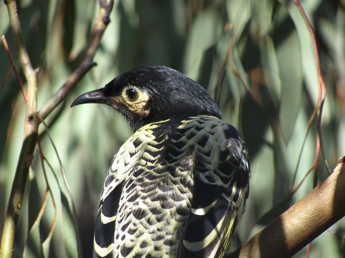 Bundarra-Barraba Important Bird Area