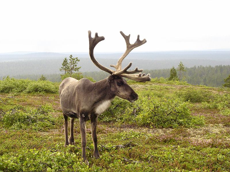 Файл:Reindeer in finnish fell-2.JPG