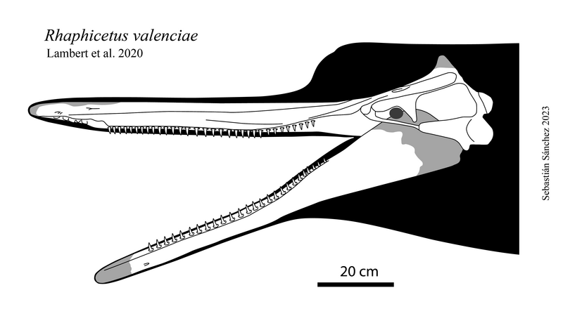 File:Rhaphicetus valenciae.png