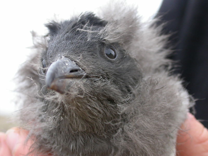 File:Rhino auklet chick.jpg