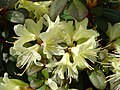 Rhododendron hanceanum × keiskei 'Princess Anne'