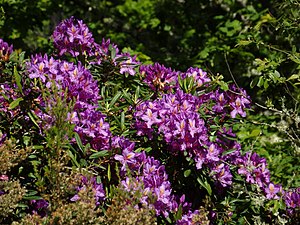 Rhododendron ponticum ssp. baeticum in Cambarinho Botanical Reserve, Portugal.JPG