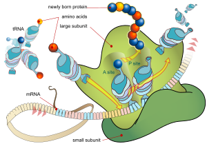 During the translation, tRNA charged with amino acid enters the ribosome and aligns with the correct mRNA triplet. Ribosome then adds amino acid to growing protein chain. Ribosome mRNA translation en.svg